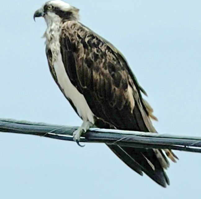 Osprey