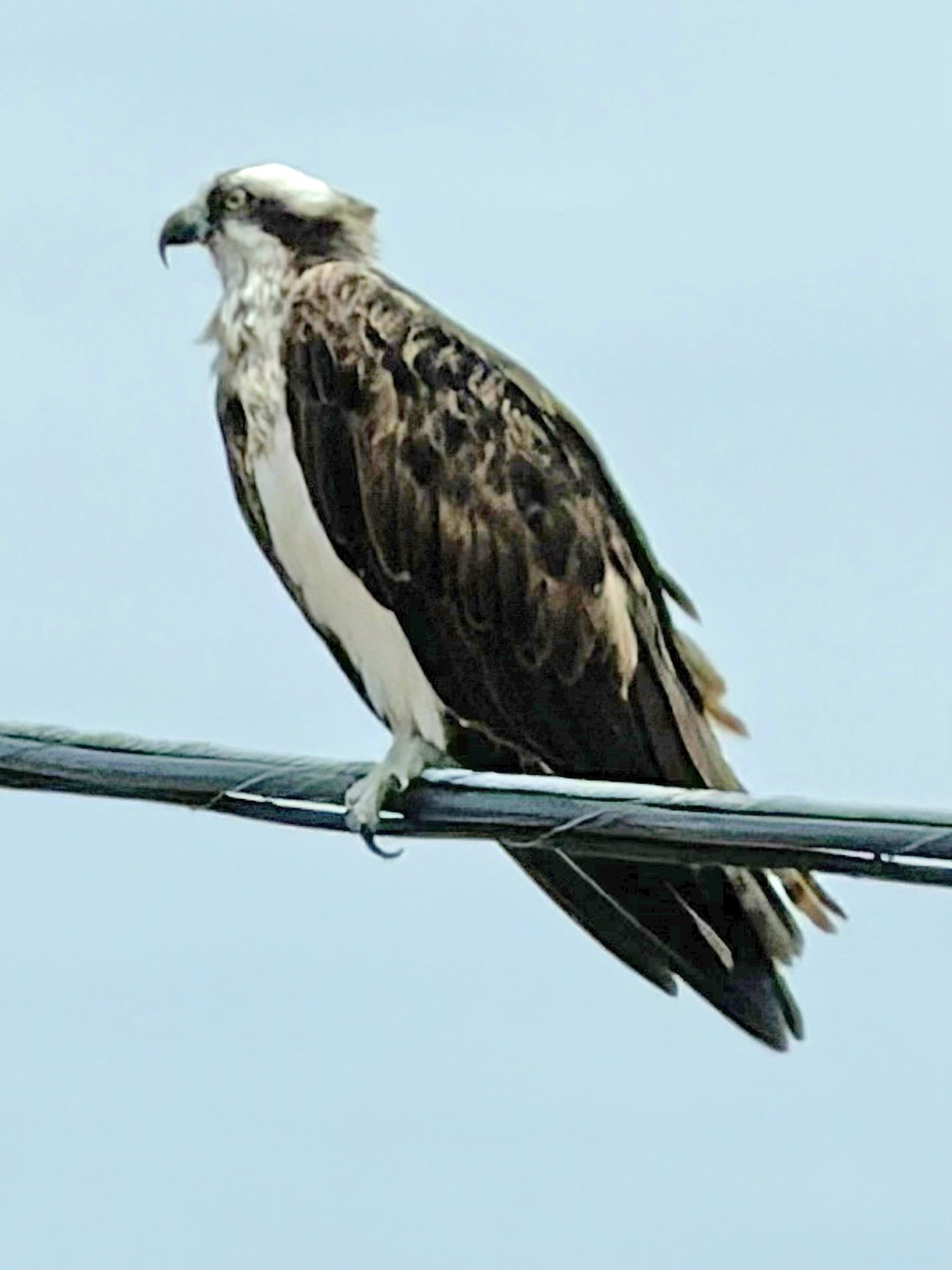 Osprey