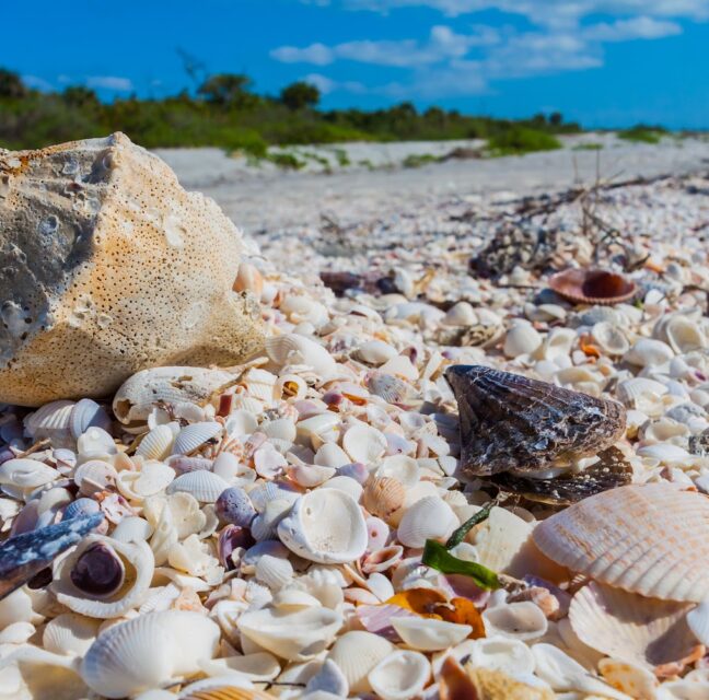 Horse conch shell resting on a Sanibel beach covered in seashells