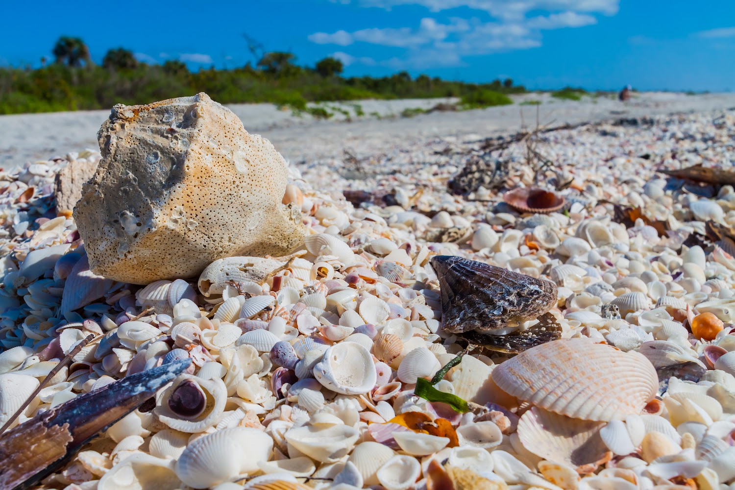 Horse conch shell resting on a Sanibel beach covered in seashells