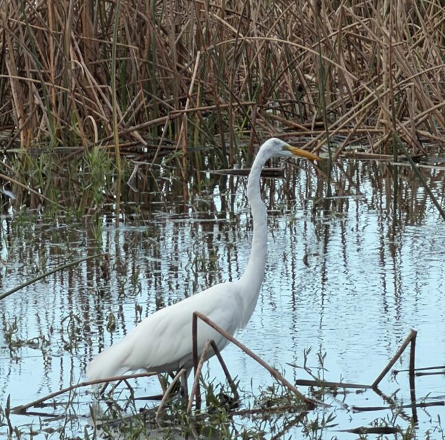 Great egret wading in a marshy pond with tall grasses