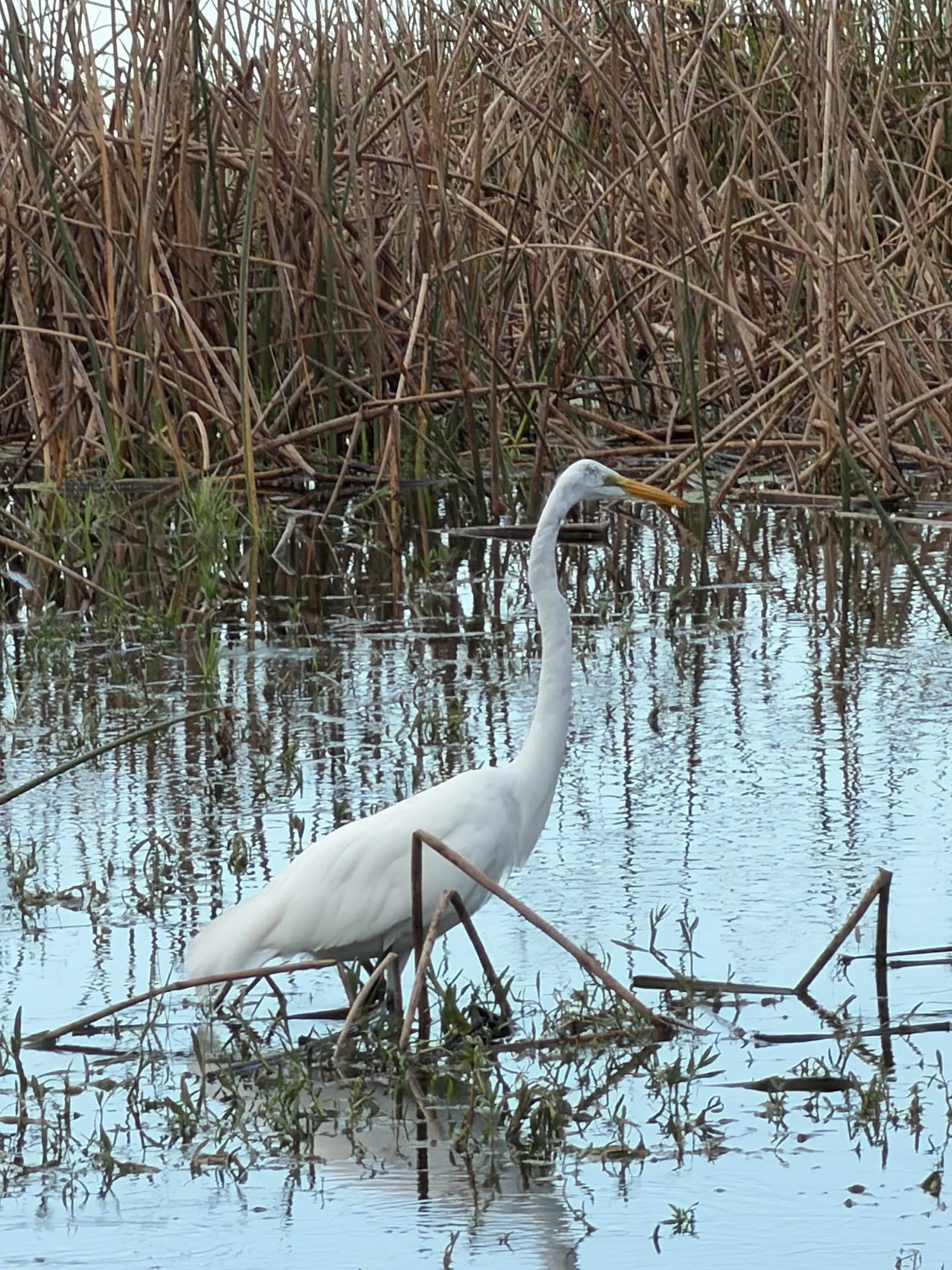 Great egret wading in a marshy pond with tall grasses