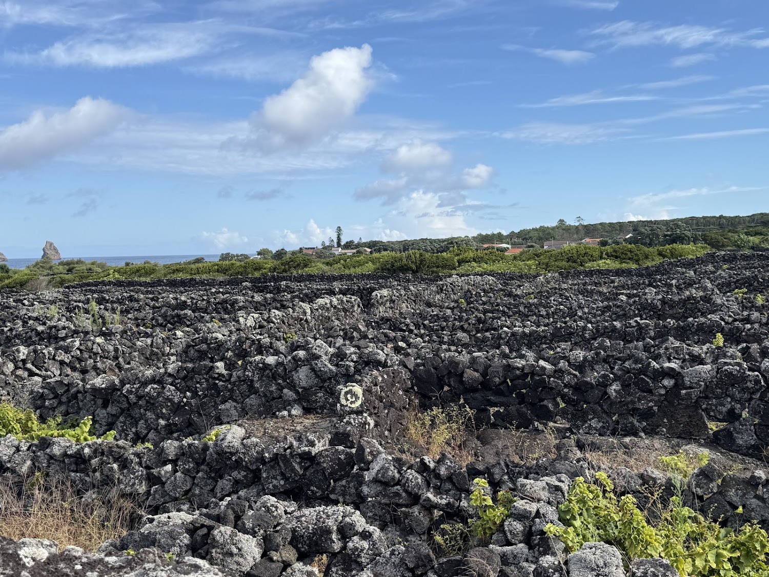 Vineyards divided by black volcanic rock walls on Pico island.