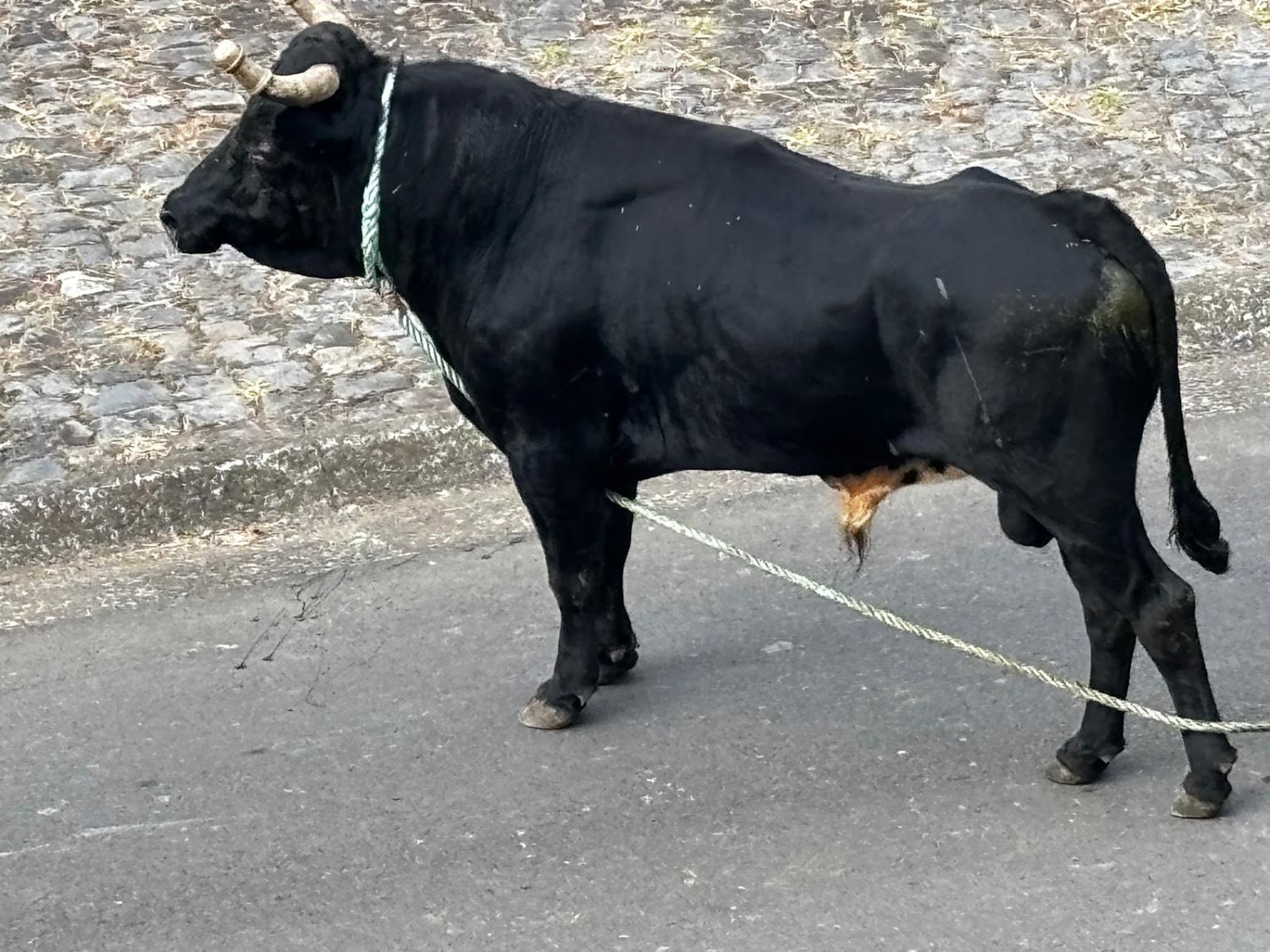 Black bull tethered by a rope on a village street during a festival.